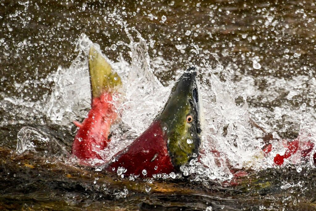 Оценка состояния популяции и подсчет идущих на нерест производителей: ученые ВНИРО показали, как обеспечивается научное сопровождение лососевой путины на Дальнем Востоке