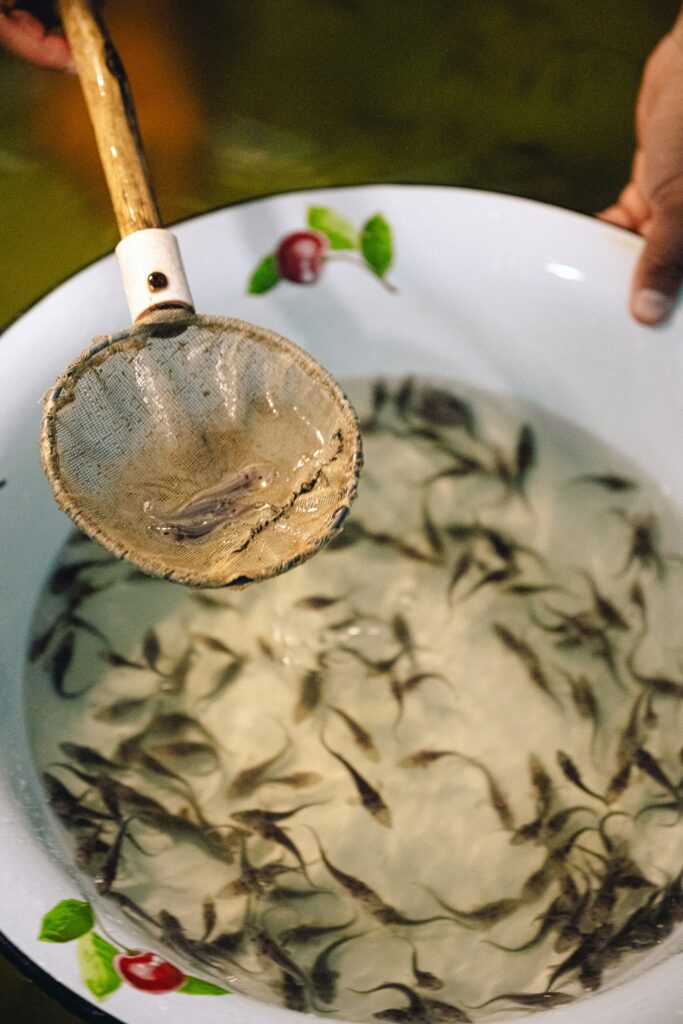 Осуществление контроля за учетом выпускаемой рыбоводной продукции