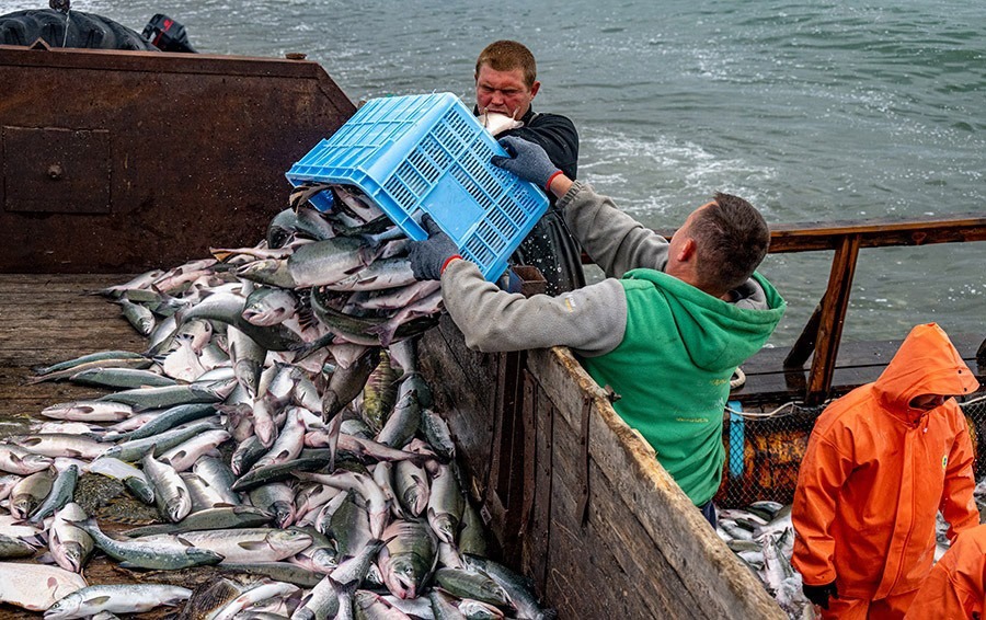 Лососевая путина-2025: сейчас в основе уловов на Дальнем Востоке кета и кижуч