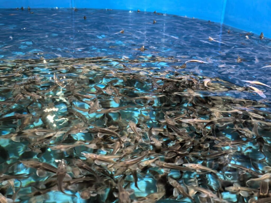 Выпуски молоди рыб и комплексные исследования: проводится масштабная работа по восстановлению Норило-Пясинской экосистемы