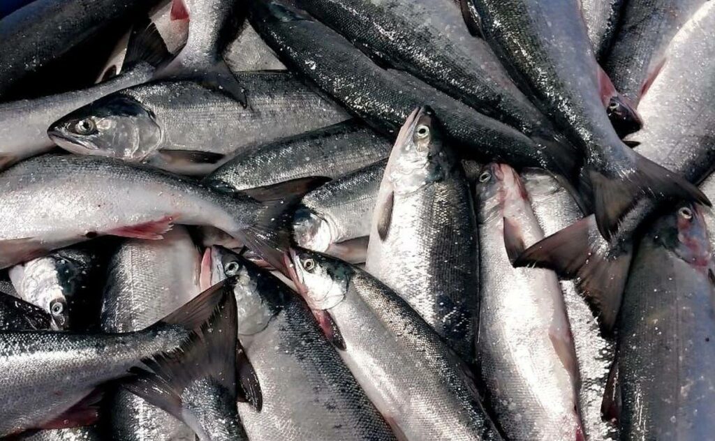 Лососевая путина достигла «экватора»: уловы дальневосточных рыбаков составили порядка 300 тыс. тонн