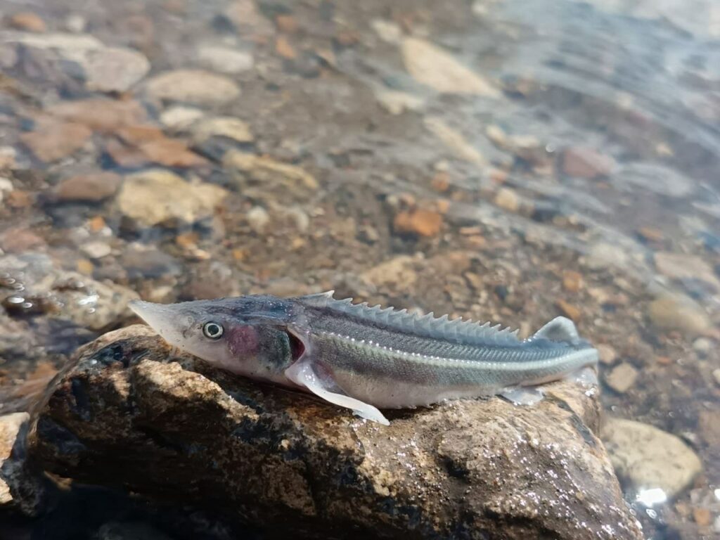 В Республике Башкортостан прошёл выпуск молоди стерляди