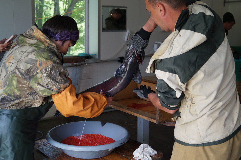 Рыбоводы Дальнего Востока приступили к искусственному воспроизводству тихоокеанских лососей: молодь отправится в естественную среду в 2026 году