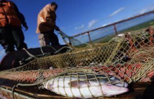 Вылов рыбы в России в 2025 году составит порядка 4,7 млн тонн