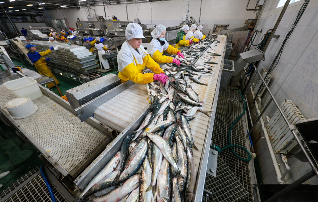 Росрыболовство отметило снижение оптовых цен на сельдь