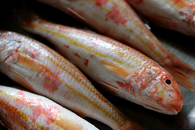 На Черноморье начался промысловый сезон барабули