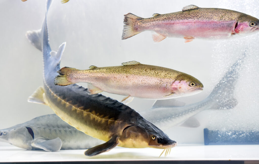 На МРФ-2025 обсуждают вопросы продвижения рыбной продукции