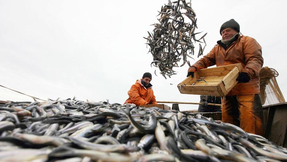 Общероссийский вылов превысил 3,8 млн тонн