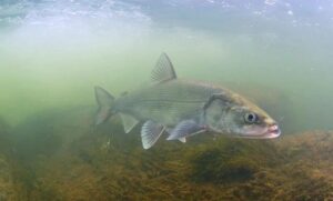 Рыбоводные хозяйства Республики Саха (Якутия) впервые в современной истории начали искусственное воспроизводство ценных сиговых видов рыб – нельмы и муксуна