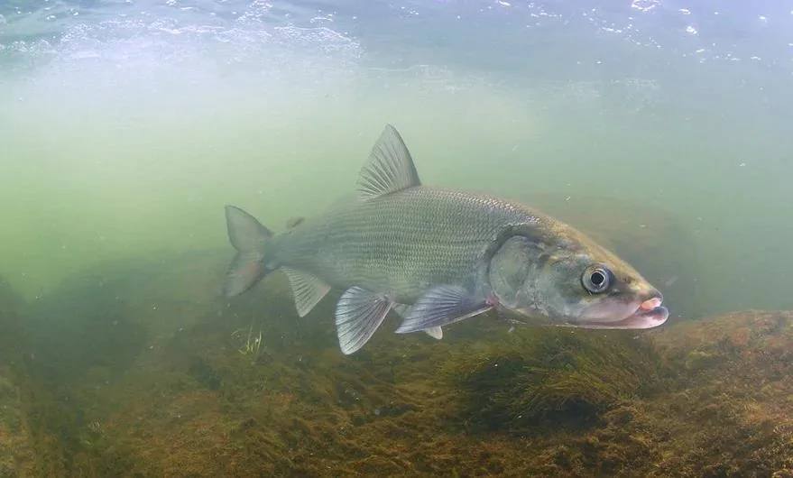 Рыбоводные хозяйства Республики Саха (Якутия) впервые в современной истории начали искусственное воспроизводство ценных сиговых видов рыб – нельмы и муксуна