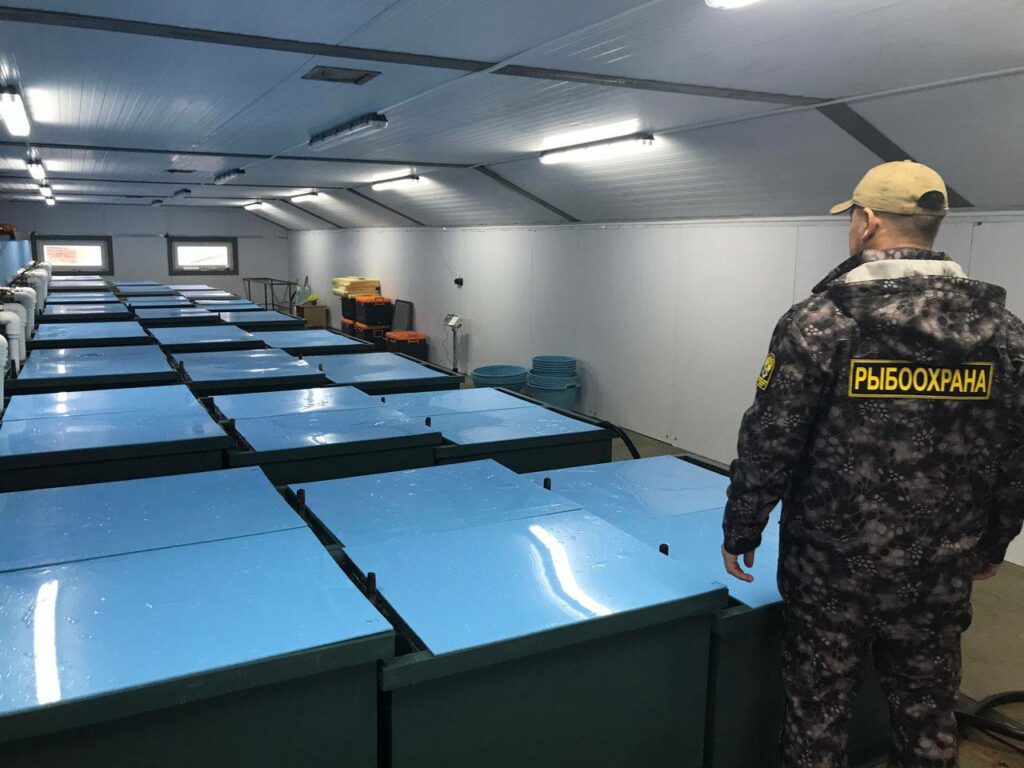 Сахалинская область имеет исключительные условия для широкомасштабного развития аквакультуры тихоокеанских лососей