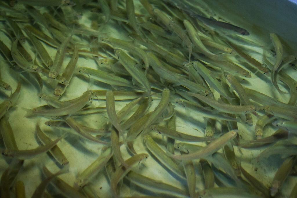 Запасы байкальского омуля растут: комплексная программа Росрыболовства по восстановлению популяции дала результаты