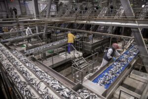 Вступила в силу регистрация внебиржевых сделок по рыбе – пока добровольно