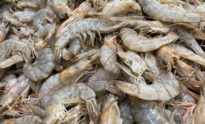 Креветки — перспективный промысловый ресурс Азовского моря