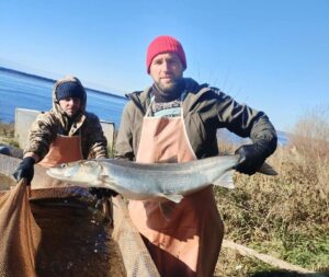 Икра северной нельмы отправилась на инкубацию для восстановления популяции