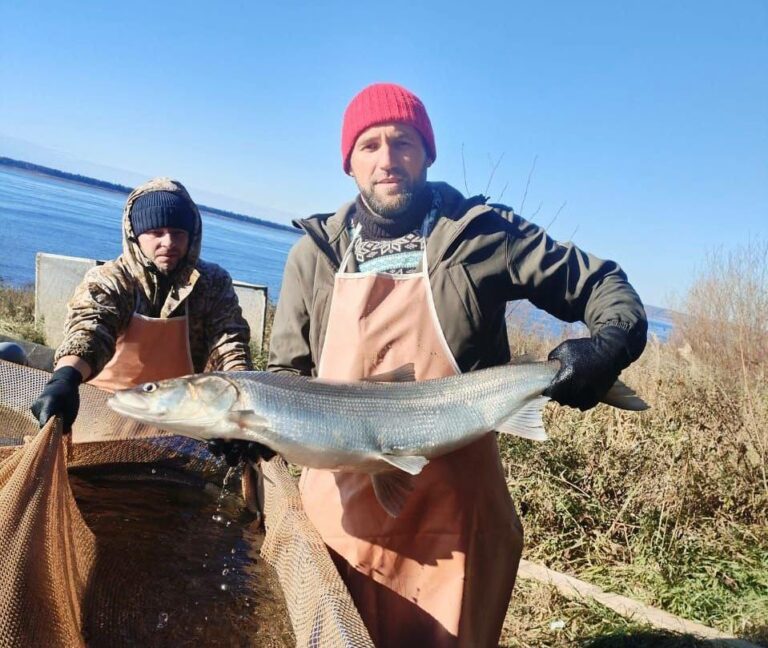 Икра северной нельмы отправилась на инкубацию для восстановления популяции