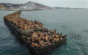 Перспективы рационального использования морских ресурсов Арктики: авторский коллектив Тихоокеанского филиала ВНИРО стал лауреатом арктического конкурса 2025 года