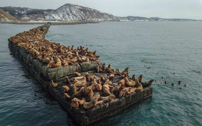 Перспективы рационального использования морских ресурсов Арктики: авторский коллектив Тихоокеанского филиала ВНИРО стал лауреатом арктического конкурса 2025 года