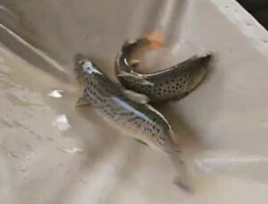 Восстановление популяции черноморского лосося: на рыбоводных заводах идет закладка на инкубацию икры ценного вида