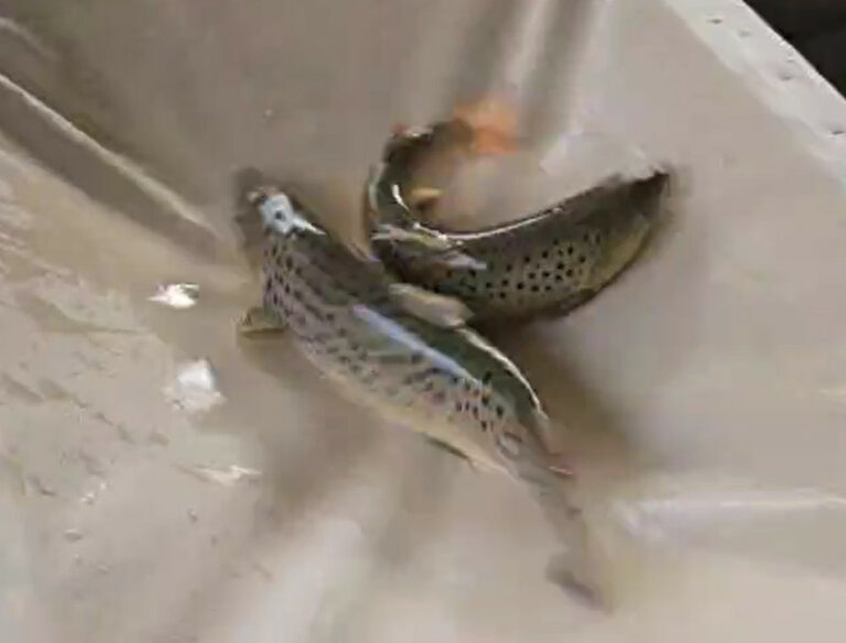 Восстановление популяции черноморского лосося: на рыбоводных заводах идет закладка на инкубацию икры ценного вида