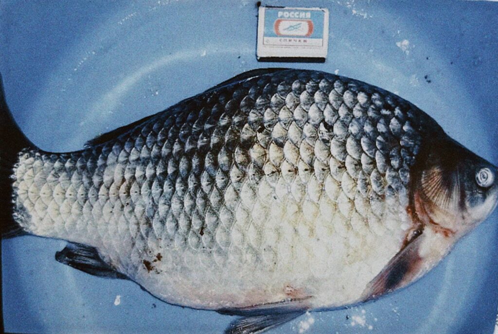 Якутская подледная рыбалка на карася