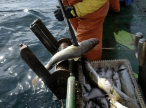 Общероссийский вылов приблизился к 4,4 млн тонн