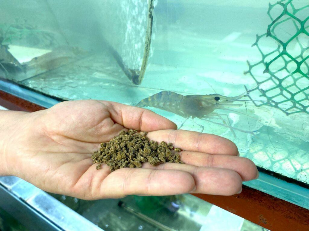 Астраханские ученые создали инновационный корм для рыб с белком микробного происхождения