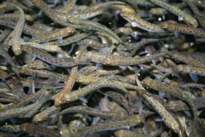 Рыбоводы обеспечивают сохранение популяций ценных видов рыб: в этом году в водоемы Дальнего Востока выпущено более 228,5 млн штук молоди тихоокеанских лососей