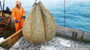 Российские рыбаки добыли более 4,4 млн тонн водных биоресурсов