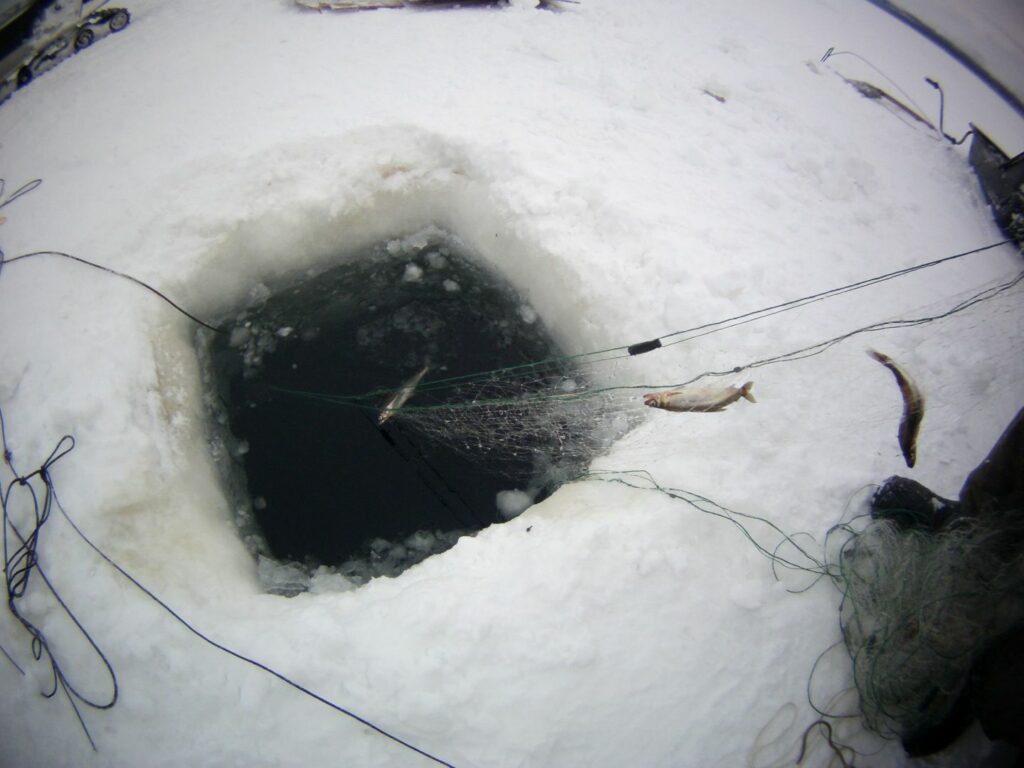 Результаты деятельности органов рыбоохраны Североморского ТУ Росрыболовства с 01 января по 11 января 2026 года