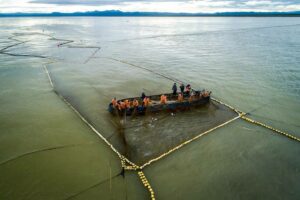 #УспешныйГод: Россия сохраняет мировое лидерство по добыче тихоокеанских лососей