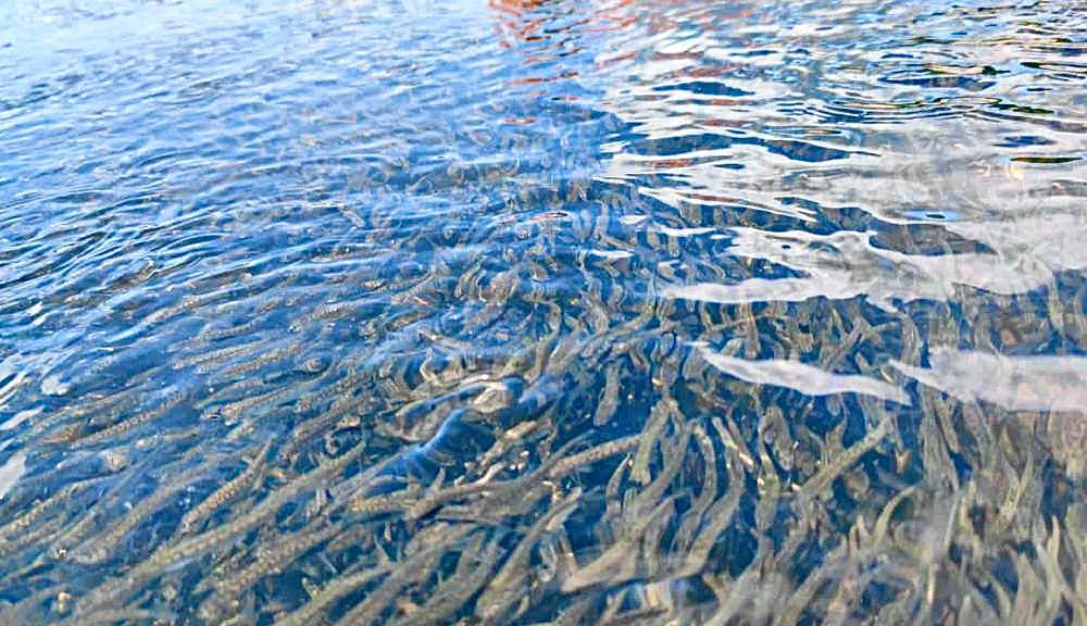 #УспешныйГод Рыбоводы обеспечили восполнение запасов тихоокеанских лососей