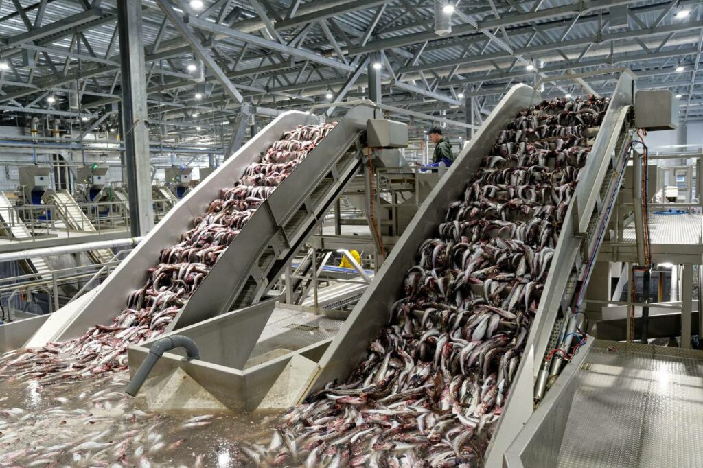 #УспешныйГод Развитие производства: в 2025 году сдано 3 рыбоперерабатывающих завода