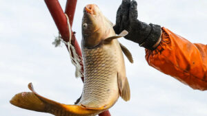 Оперативные данные: с начала года российские рыбаки добыли более 220 тыс. тонн водных биоресурсов