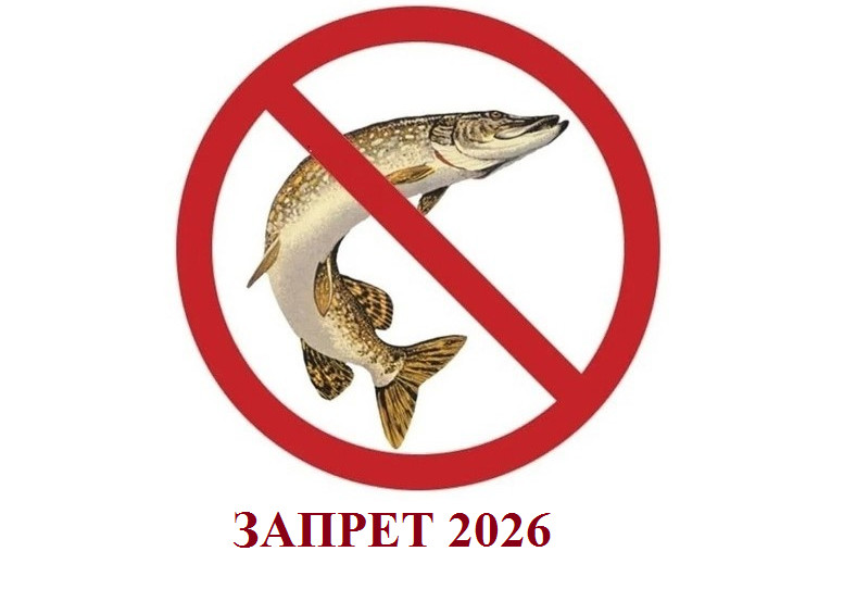 В Калининградской области с 1 февраля начинает действовать запрет на промысел щуки