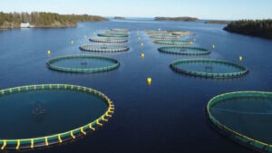 На юге России растут объемы производства пастбищной аквакультуры: прорабатываются меры по развитию направления