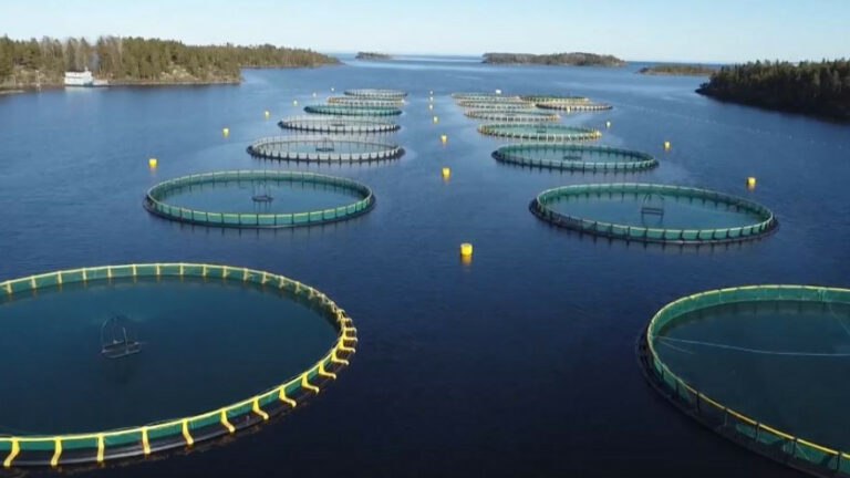 На юге России растут объемы производства пастбищной аквакультуры: прорабатываются меры по развитию направления