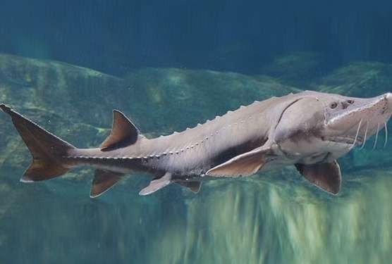 Восстановление популяции: рыбоводы наращивают объемы выпуска молоди белуги в бассейн Азовского моря