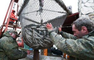 Охотоморская путина-2026: промысел идет полным ходом