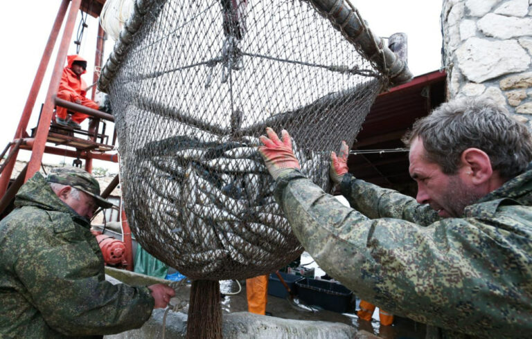 Охотоморская путина-2026: промысел идет полным ходом