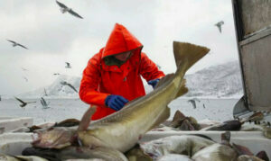 Охотоморская путина-2026: с опережением результатов прошлого года развивается промысел тихоокеанской сельди