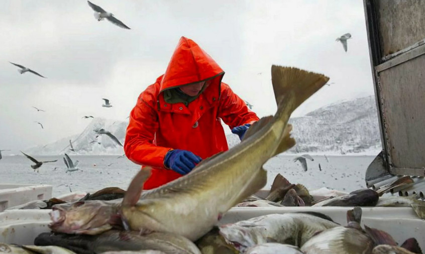 Охотоморская путина-2026: с опережением результатов прошлого года развивается промысел тихоокеанской сельди