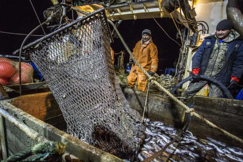 Охотоморская путина-2026: с начала года дальневосточные рыбаки добыли свыше 670 тыс. тонн минтая