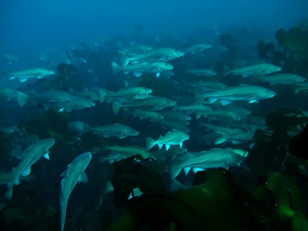 Охотоморская путина-2026: дальневосточные рыбаки добыли свыше 850 тыс. тонн минтая — основного промыслового объекта