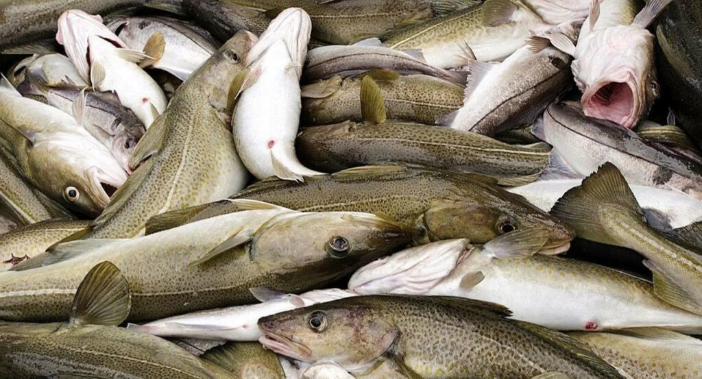 Охотоморская путина-2026: вылов сельди на Дальнем Востоке выше уровня прошлого года — более 150 тыс. тонн