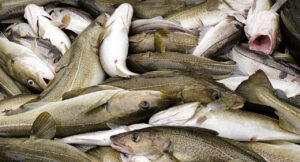 Охотоморская путина-2026: вылов сельди на Дальнем Востоке выше уровня прошлого года — более 150 тыс. тонн