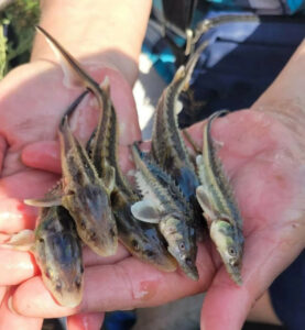 Легендарная царская рыба!