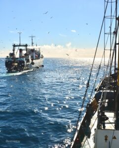 Охотоморская путина-2026: освоение основного промыслового объекта минтая приблизилось к 600 тыс. тонн