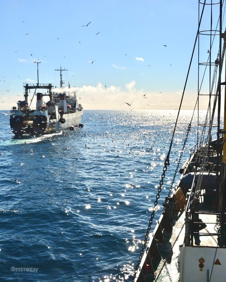 Охотоморская путина-2026: освоение основного промыслового объекта минтая приблизилось к 600 тыс. тонн