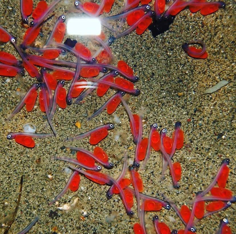 На сахалинских рыбоводных заводах выращивается более 123 млн будущих тихоокеанских лососей